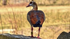 Nilgans (1).jpg